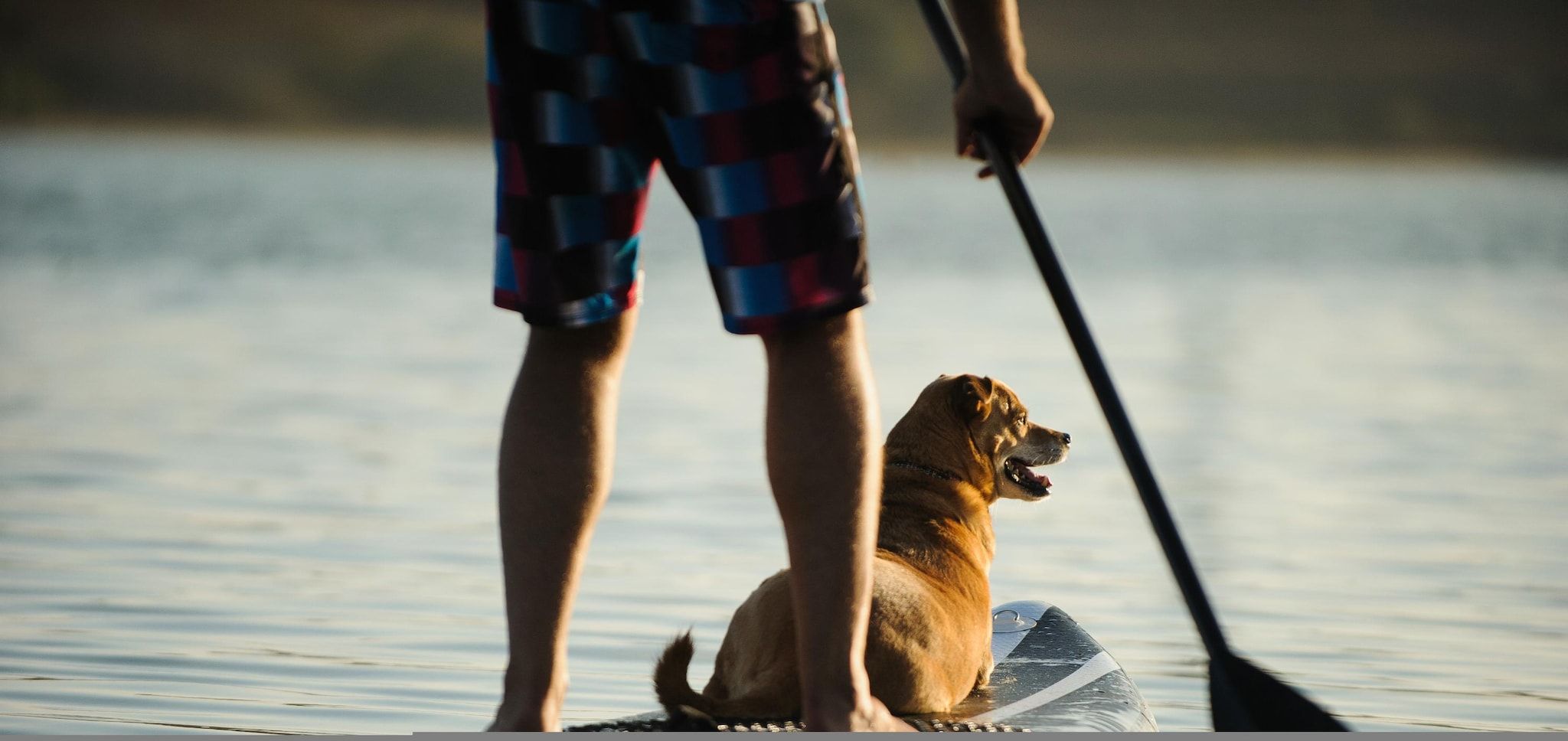 A person standing on a paddleboard with a dog on a transparent board, in a body of water.
