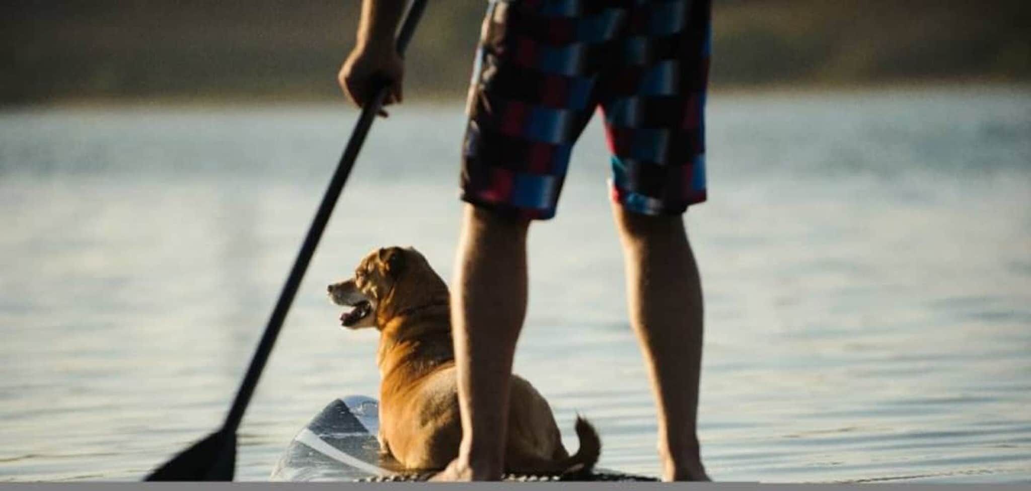 Eine Person steht auf einem Stand-Up-Paddle auf ruhigem Wasser, zusammen mit einem Hund.