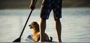 Eine Person steht auf einem Stand-Up-Paddle auf ruhigem Wasser, zusammen mit einem Hund.