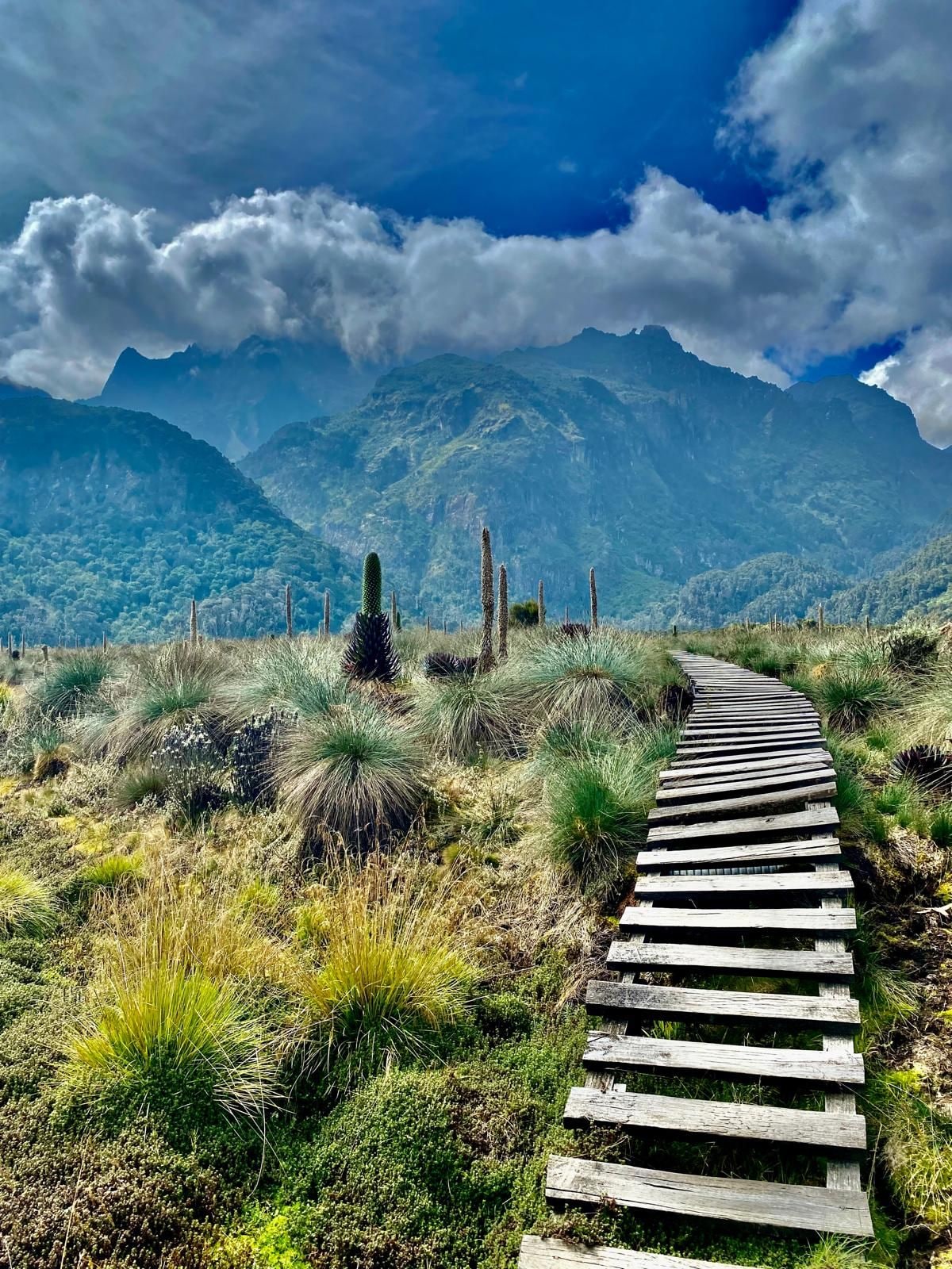 A wooden pathway leading through a natural landscape with mountains in the background.