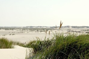 A dune landscape with sand and sparse vegetation. - Passepartout 1st floor / 2 bedrooms (Norderney)