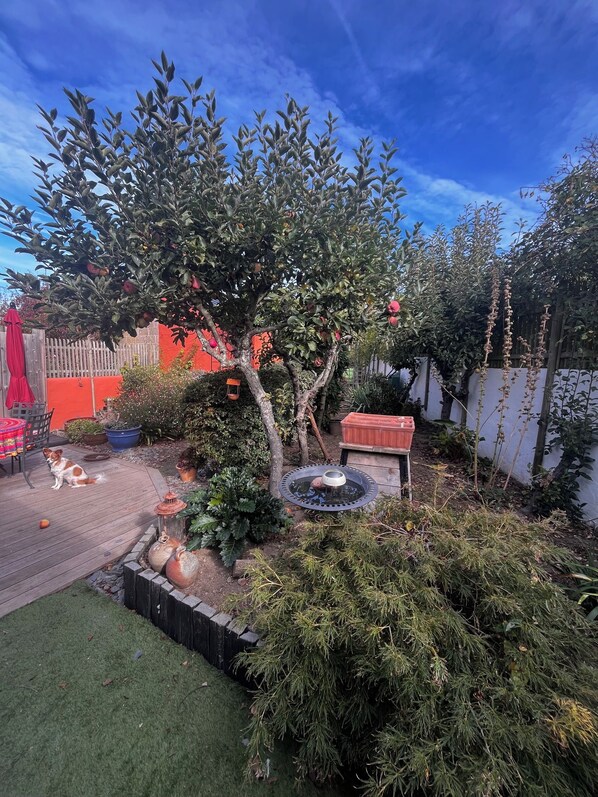 A garden with a variety of plants, a small tree, and a dog.