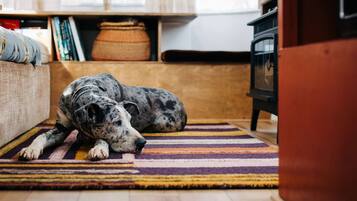 A dog lying on a striped rug in a room with a wooden floor, a sofa, and a bookshelf in the background.
