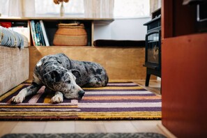 A dog lying on a striped rug in a room with a wooden floor, a sofa, and a bookshelf in the background.