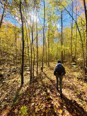 A forest path with a person walking away from the camera.