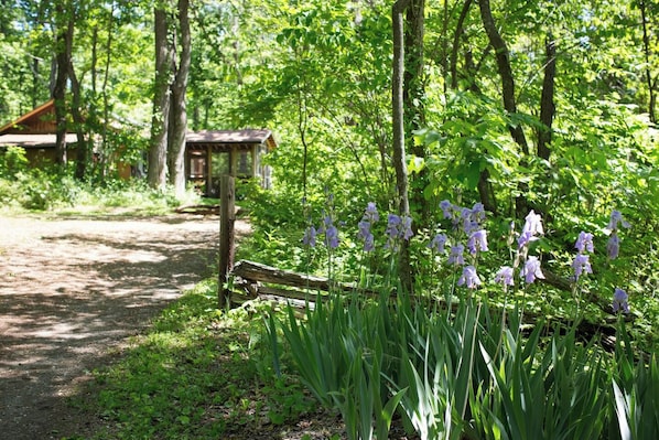 A forested area with a dirt path leading to a wooden structure.