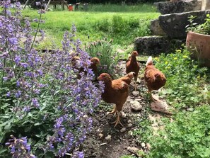Höns i en trädgård med lila blommor.