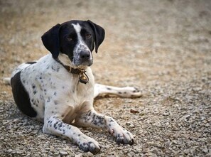 A dog lying on a gravel surface. - Under skies that arch from field to forest (Saint-Cernin-de-Labarde)