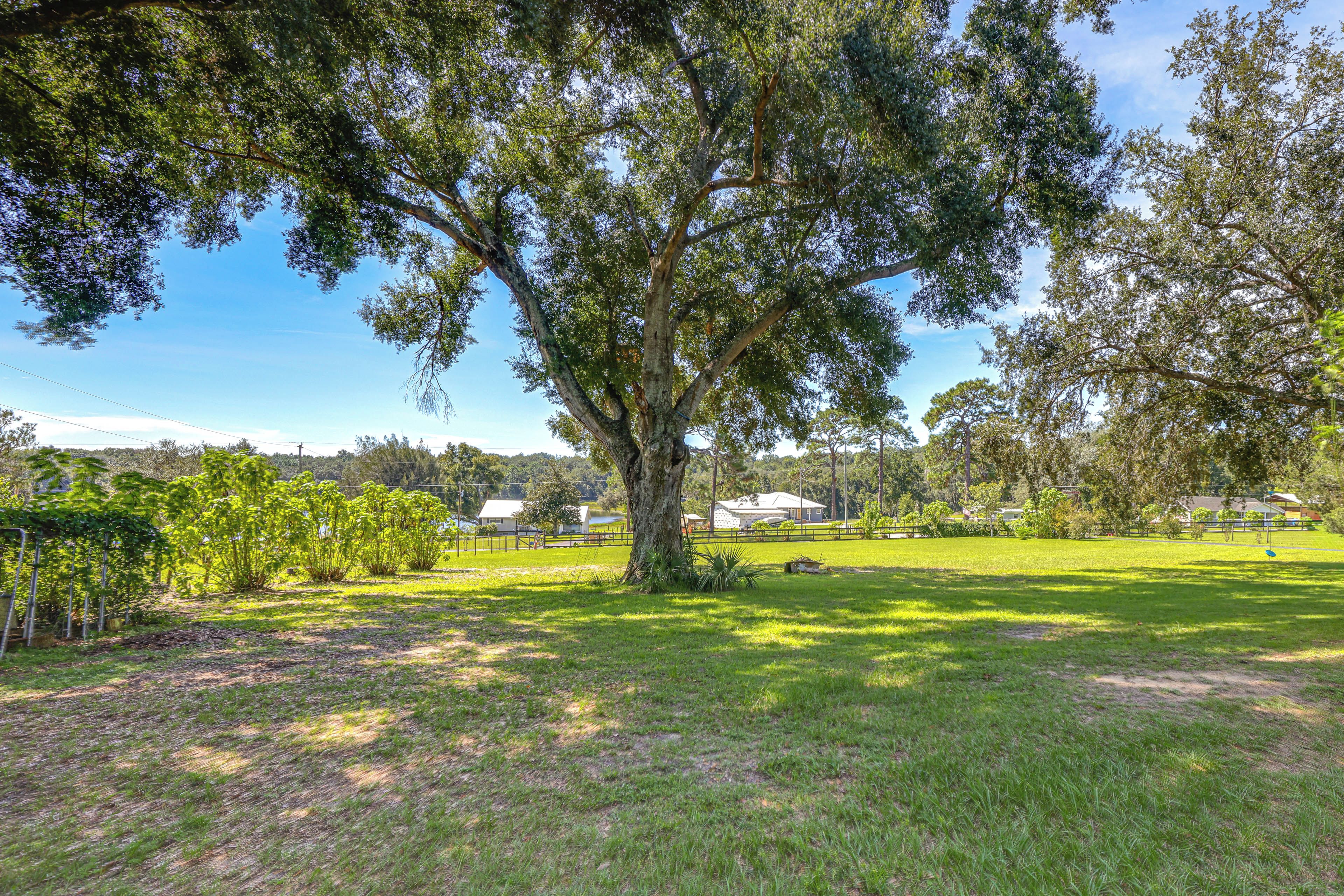 A large tree in a grassy area with a clear sky.