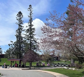 A golf course with a pavilion, a large evergreen tree, and a golf cart parking area.