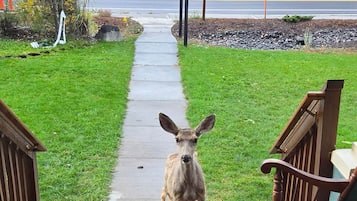 A wooden deck with a bench and a dog standing on a sidewalk.