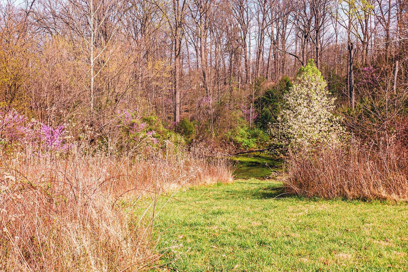 Un paysage naturel avec un sentier bordé d’herbe, une végétation dense et des arbres.
