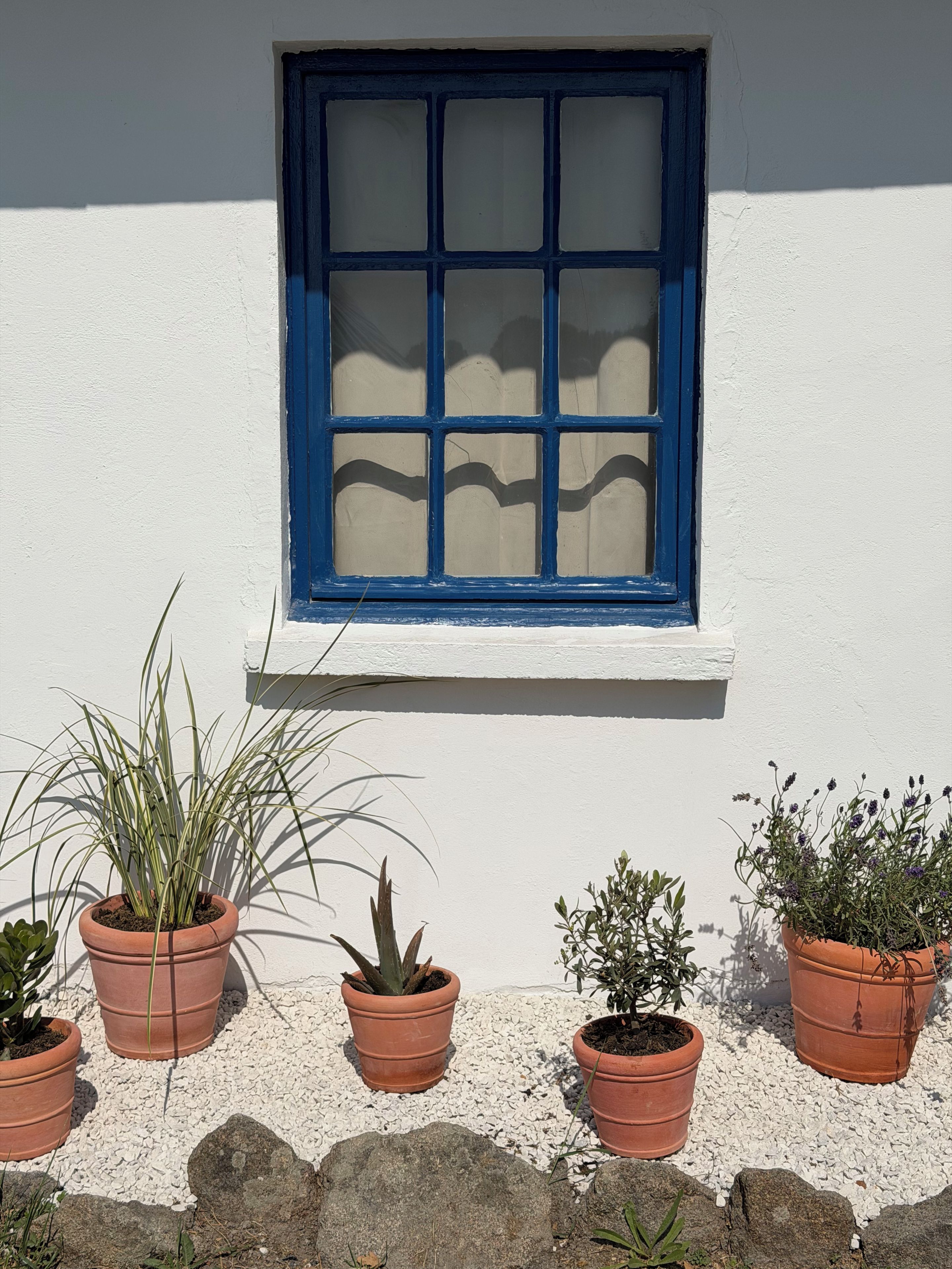 A white building with a blue window and several potted plants.
