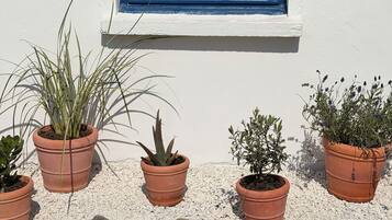 A white building with a blue window and several potted plants.