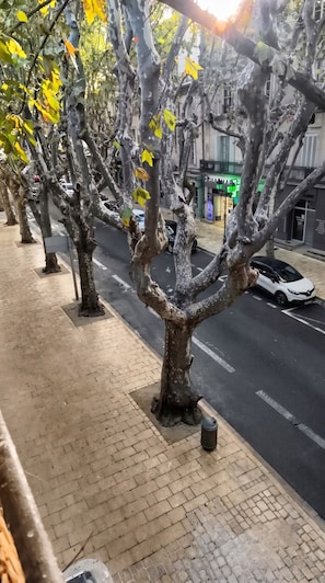 Filera d'arbres amb una vorera pavimentada i una carretera amb vehicles.