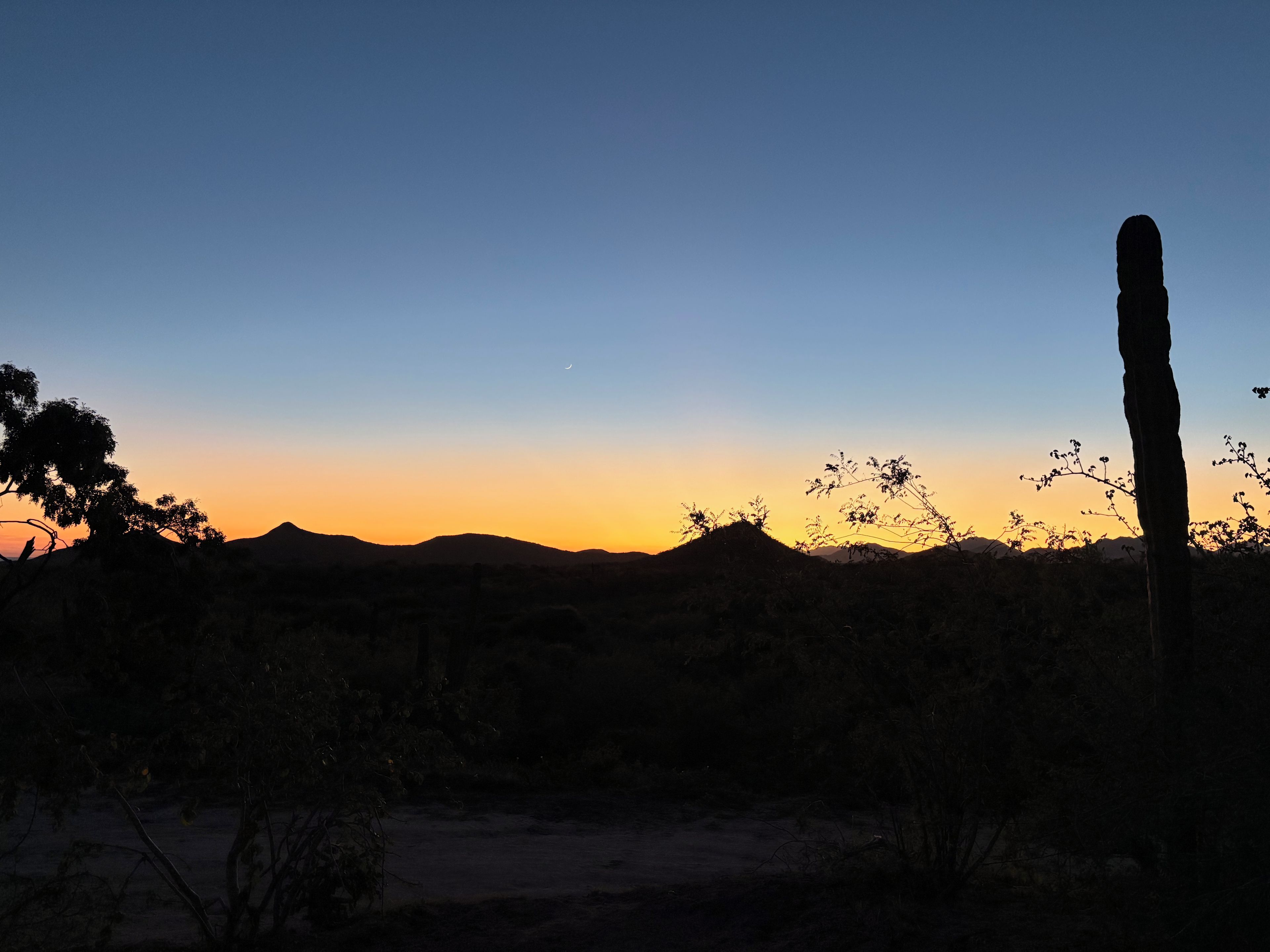 Un paysage désertique avec un grand cactus au premier plan et une chaîne de montagnes en arrière-plan.