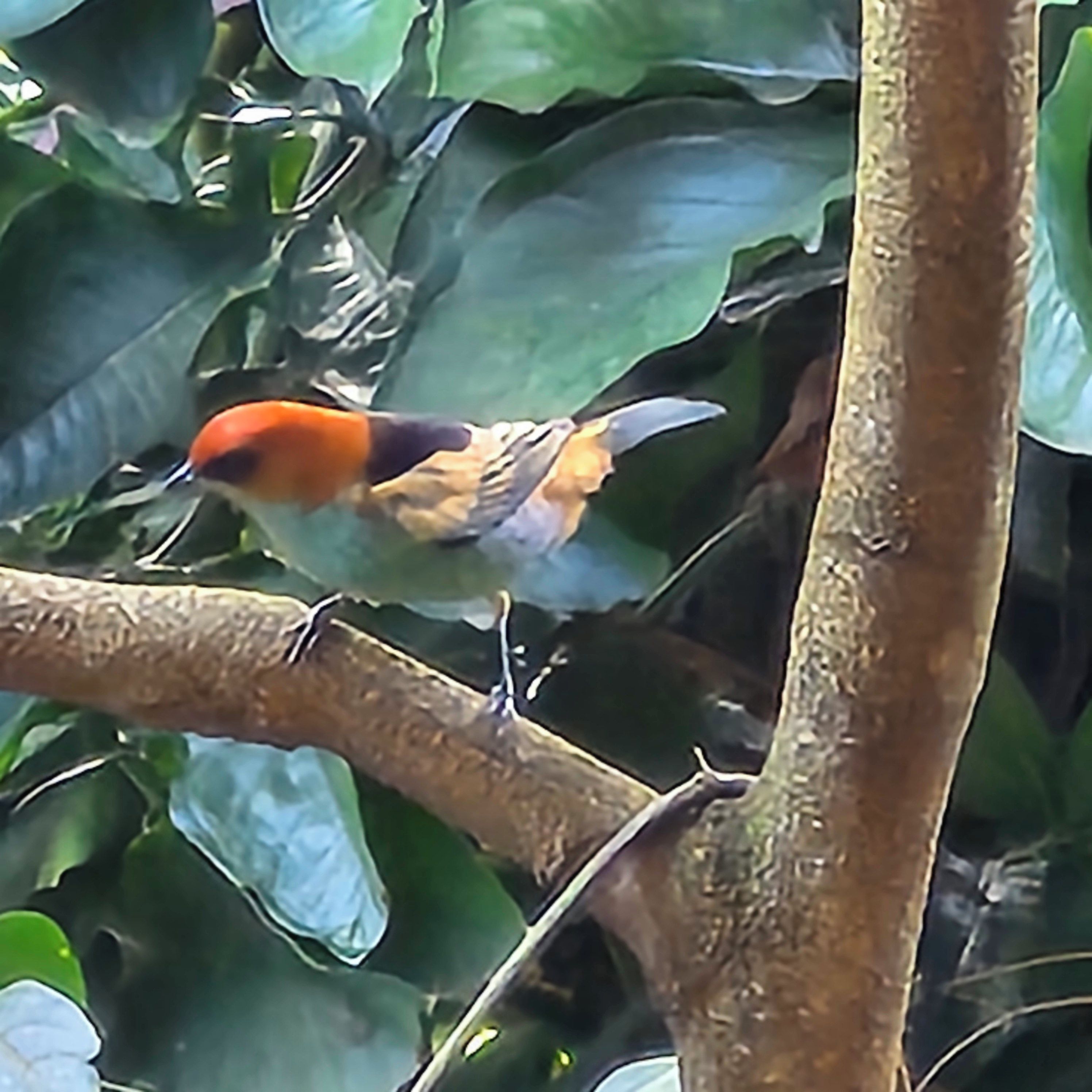 A bird perched on a branch surrounded by green foliage.
