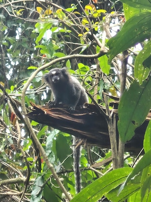 A monkey perched on a branch amidst dense foliage.