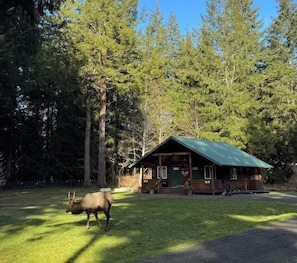 A cabin with a green roof surrounded by dense forest. - Captain's Cabin at Elk Meadows Cabins (Forks)