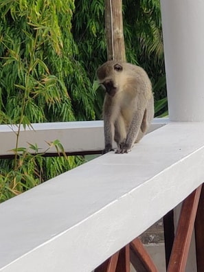 A monkey on a balcony with a railing, surrounded by greenery. - Bella Breeze1 - Diani Beach, Kenya (Diani Beach)