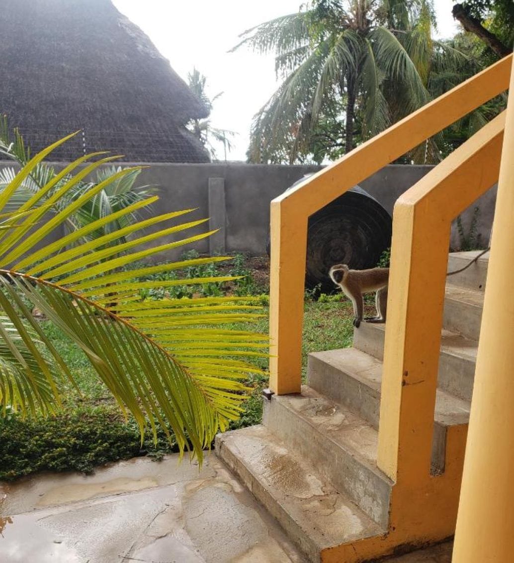 A staircase with a palm tree and a thatched-roof structure in the background.