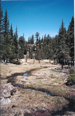Paisaje natural con zona de césped, un pequeño cuerpo de agua y un bosque denso al fondo.