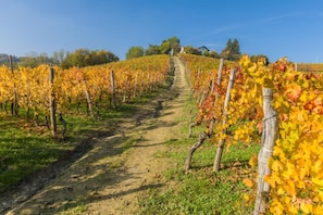 Un vignoble avec des rangées de vignes et un chemin de terre qui le traverse.