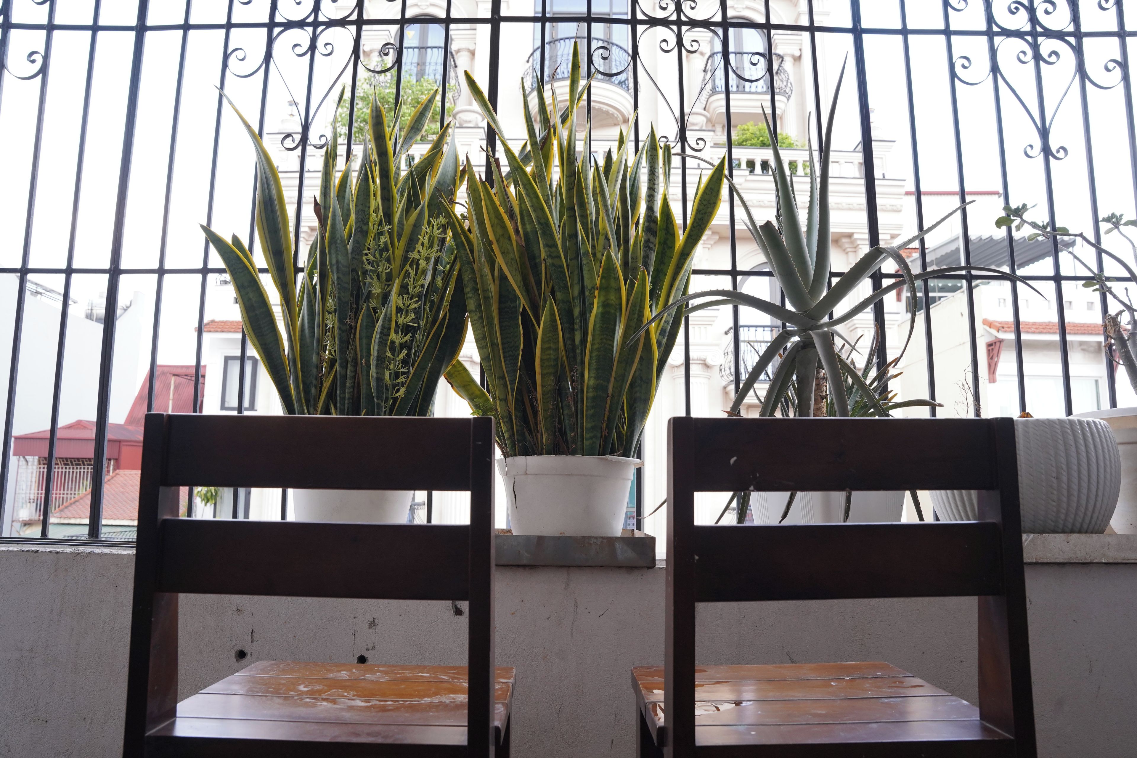 Two wooden chairs facing each other with a potted plant between them.