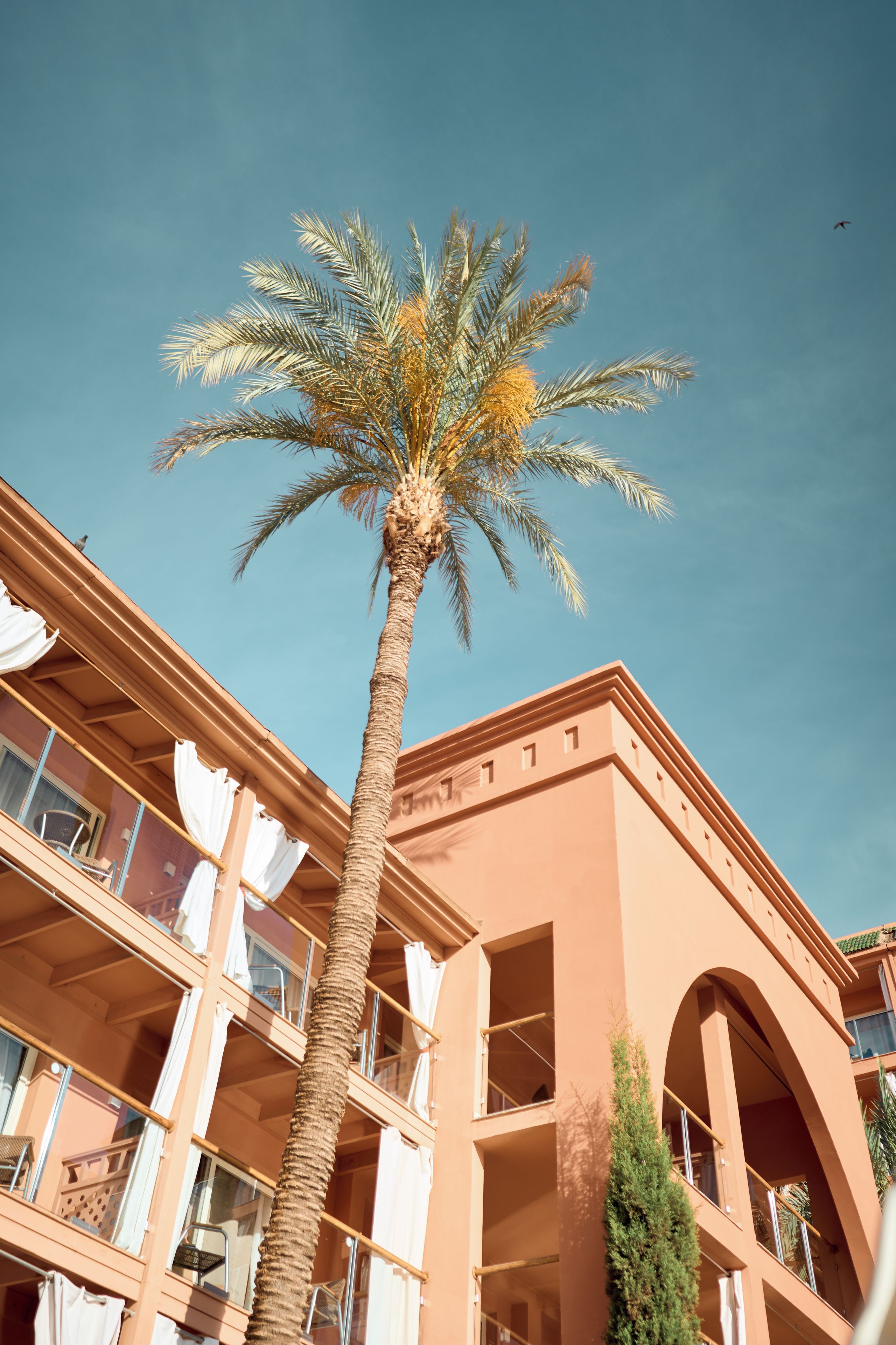 Una palmera frente a un edificio con balcones y ventanas.