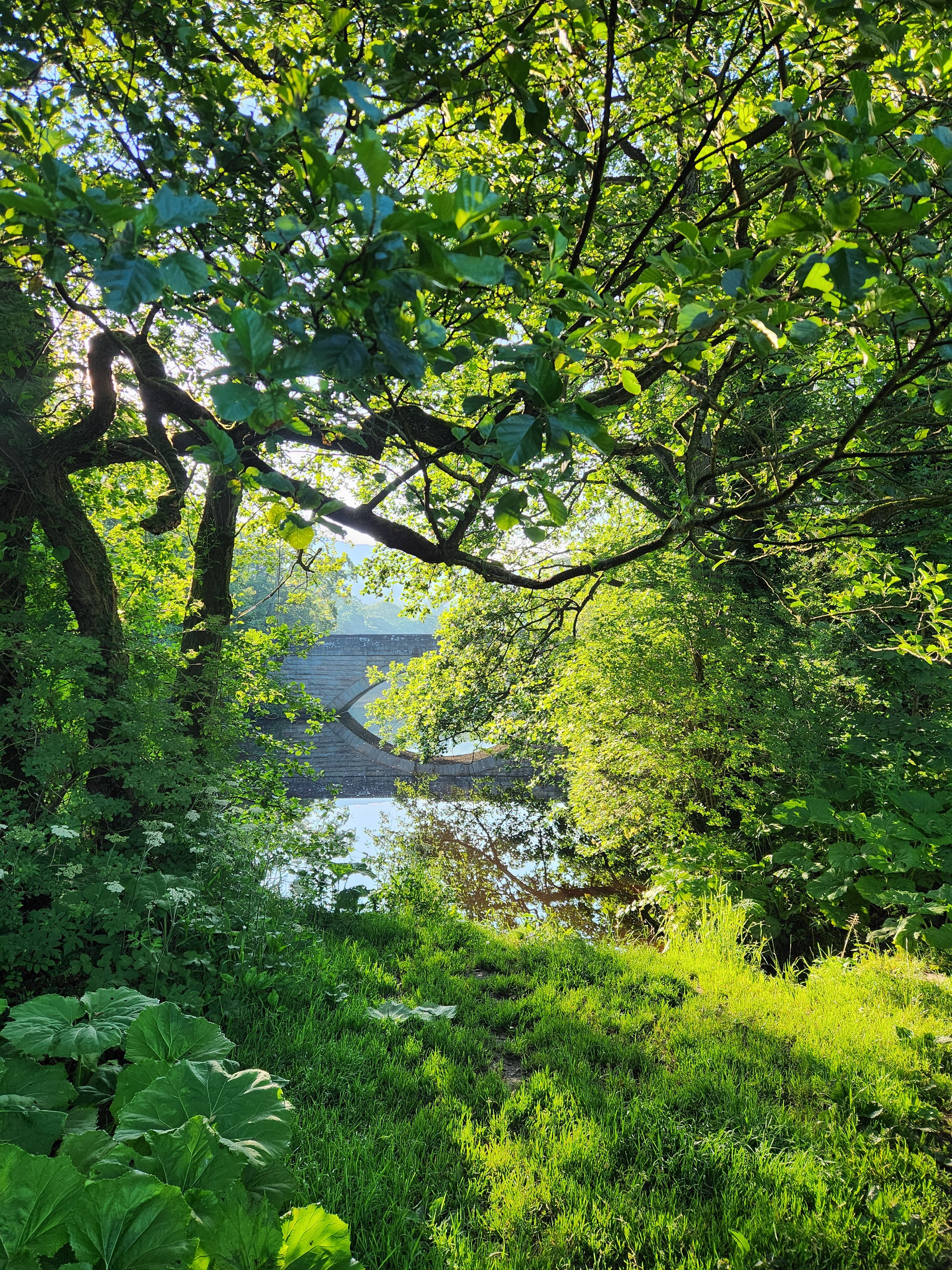 Üppige grüne Landschaft mit dichtem Blätterwerk und einem Fluss.