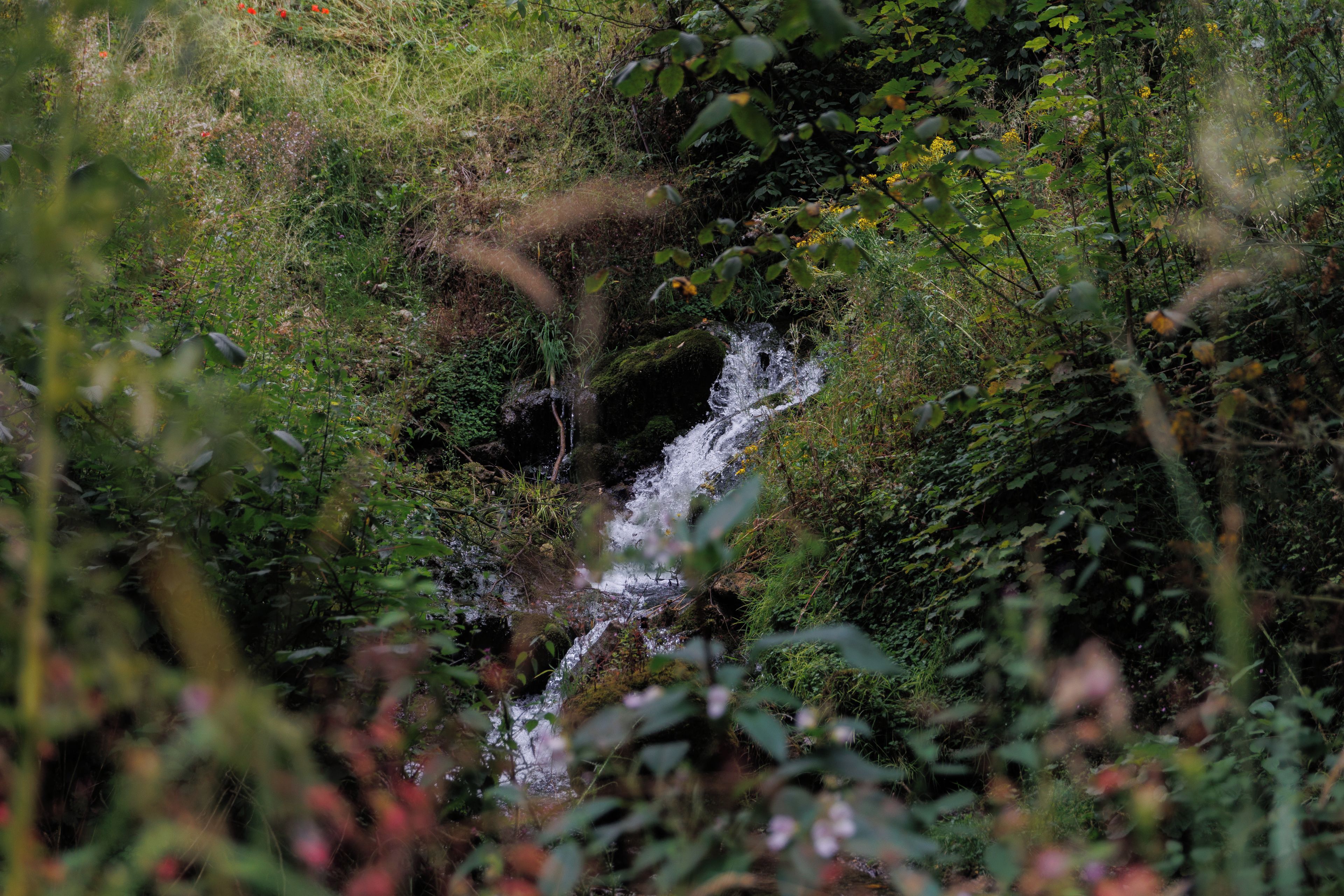 Un paisaje natural con una cascada pequeña rodeada de vegetación densa.