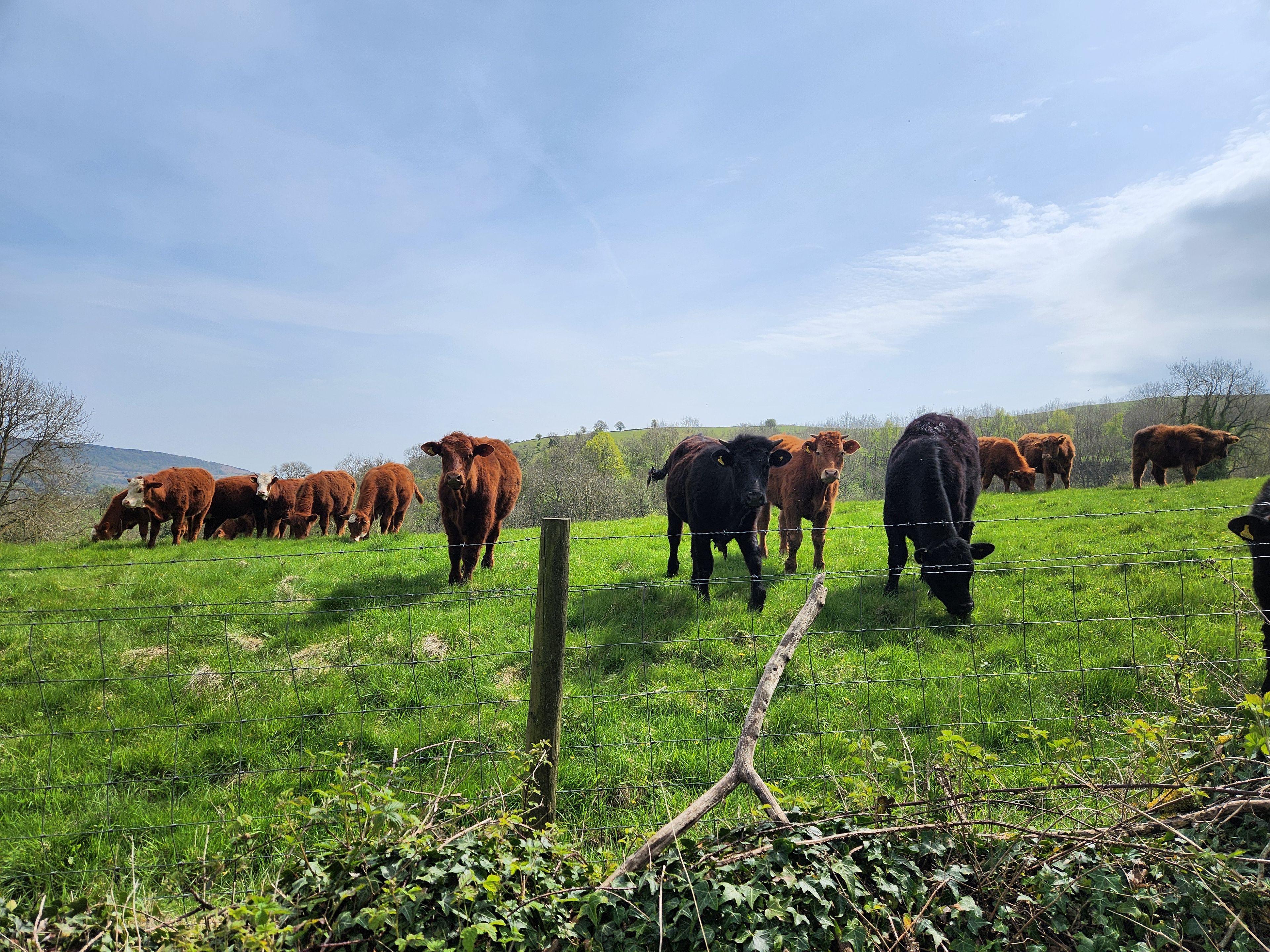 Un campo cubierto de hierba con un grupo de vacas.