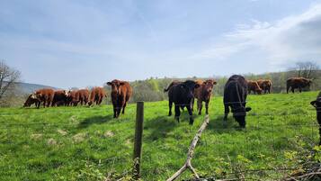 Un campo cubierto de hierba con un grupo de vacas.