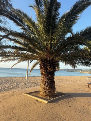 Eine Palme an einem sandigen Strand, im Hintergrund ein klarer Himmel und ruhiges Meer.