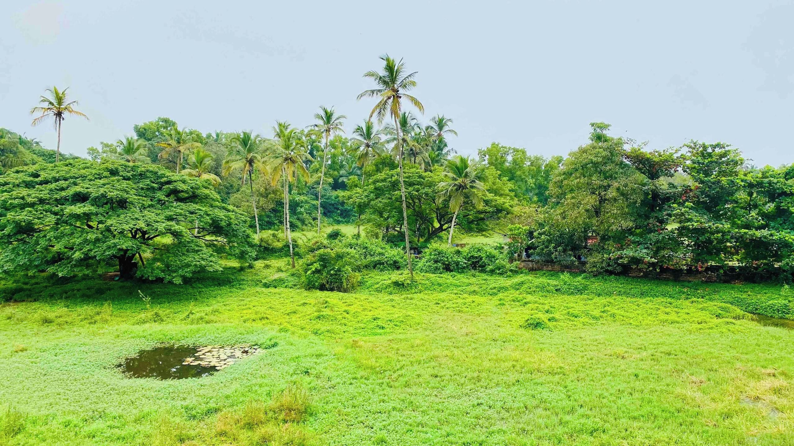 Un paysage verdoyant et luxuriant, parsemé d’arbres de différentes espèces et agrémenté d’un petit étang.