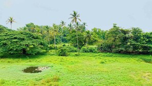 Un paysage verdoyant et luxuriant, parsemé d’arbres de différentes espèces et agrémenté d’un petit étang.
