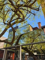 Un árbol con hojas verdes frente a un edificio de fachada de vidrio.