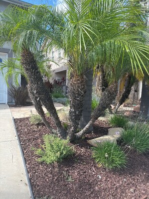 A landscaped garden with palm trees, mulch, and a stone pathway. - Elegant 4-bedroom 2,5 bath furnished & renovated house in beautiful Newbury Park (Thousand Oaks)