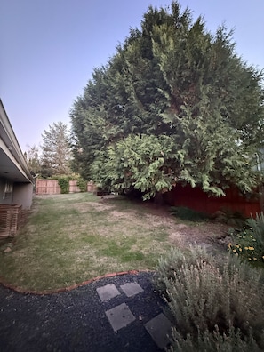 A backyard with a large tree, a wooden fence, and a gravel path leading to a house. - Cozy midcentury home in South Eugene - 1 mi. to UO + walkable to cafes & trails (Eugene)