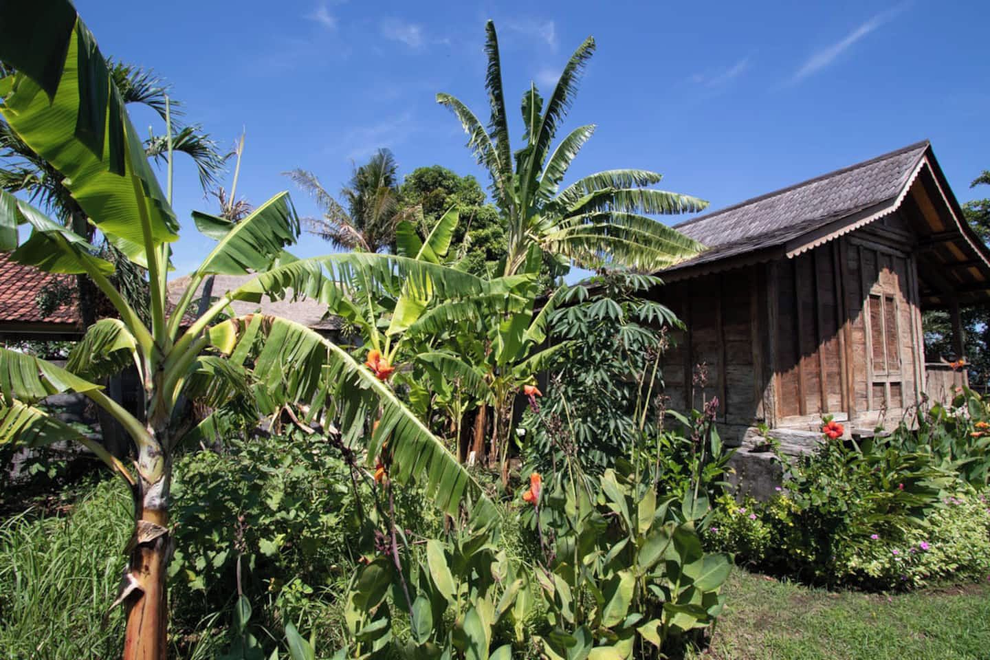 Un edificio rustico in legno con un tetto di paglia, immerso in una rigogliosa vegetazione tropicale tra cui palme da banana e varie piante fiorite.