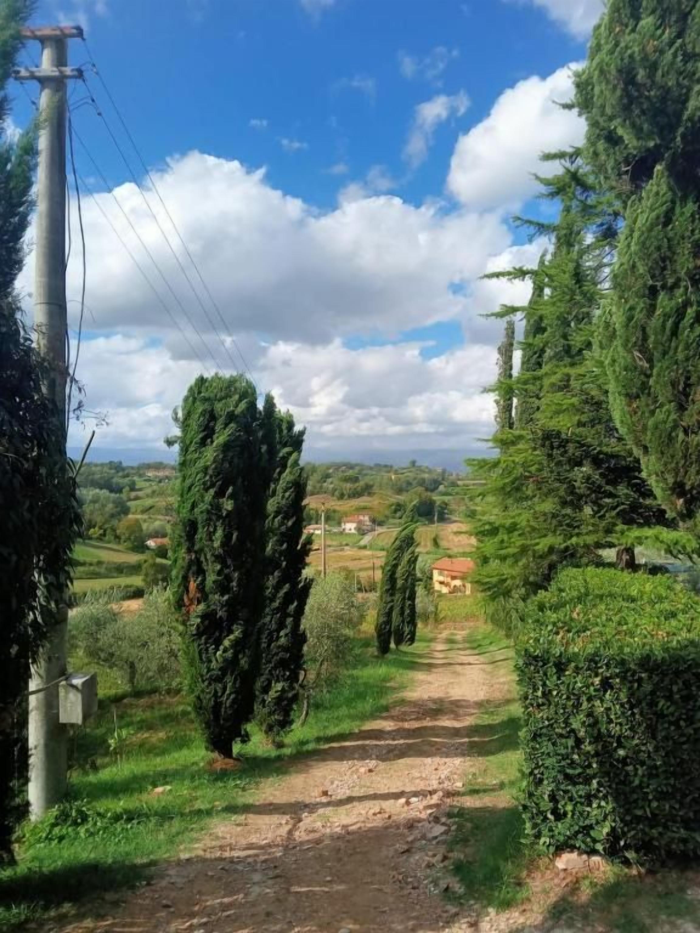 A rural pathway flanked by tall trees and hedges, leading to a distant village.