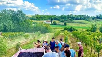 Un groupe de personnes observe un vignoble, et on aperçoit une remorque rouge remplie de ce qui semble être des raisins.