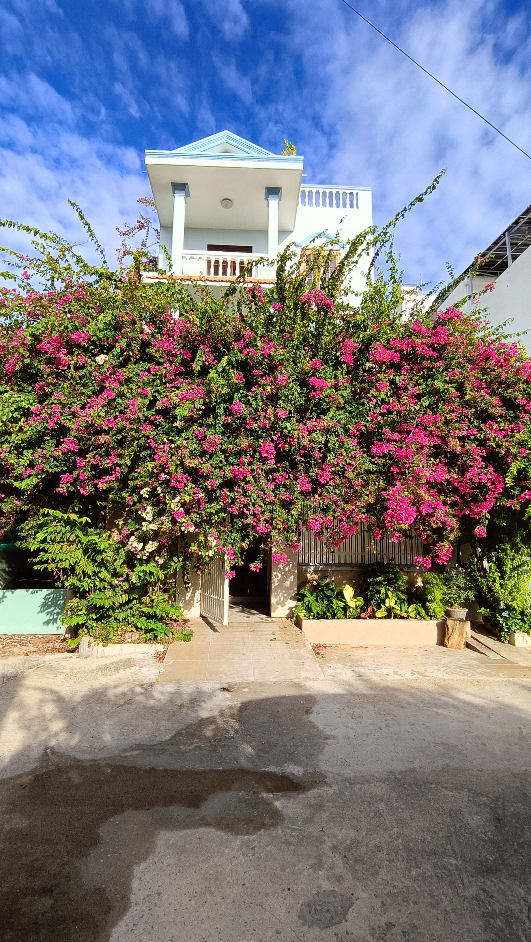 A building with a white facade and a blue roof, surrounded by lush pink flowering trees.