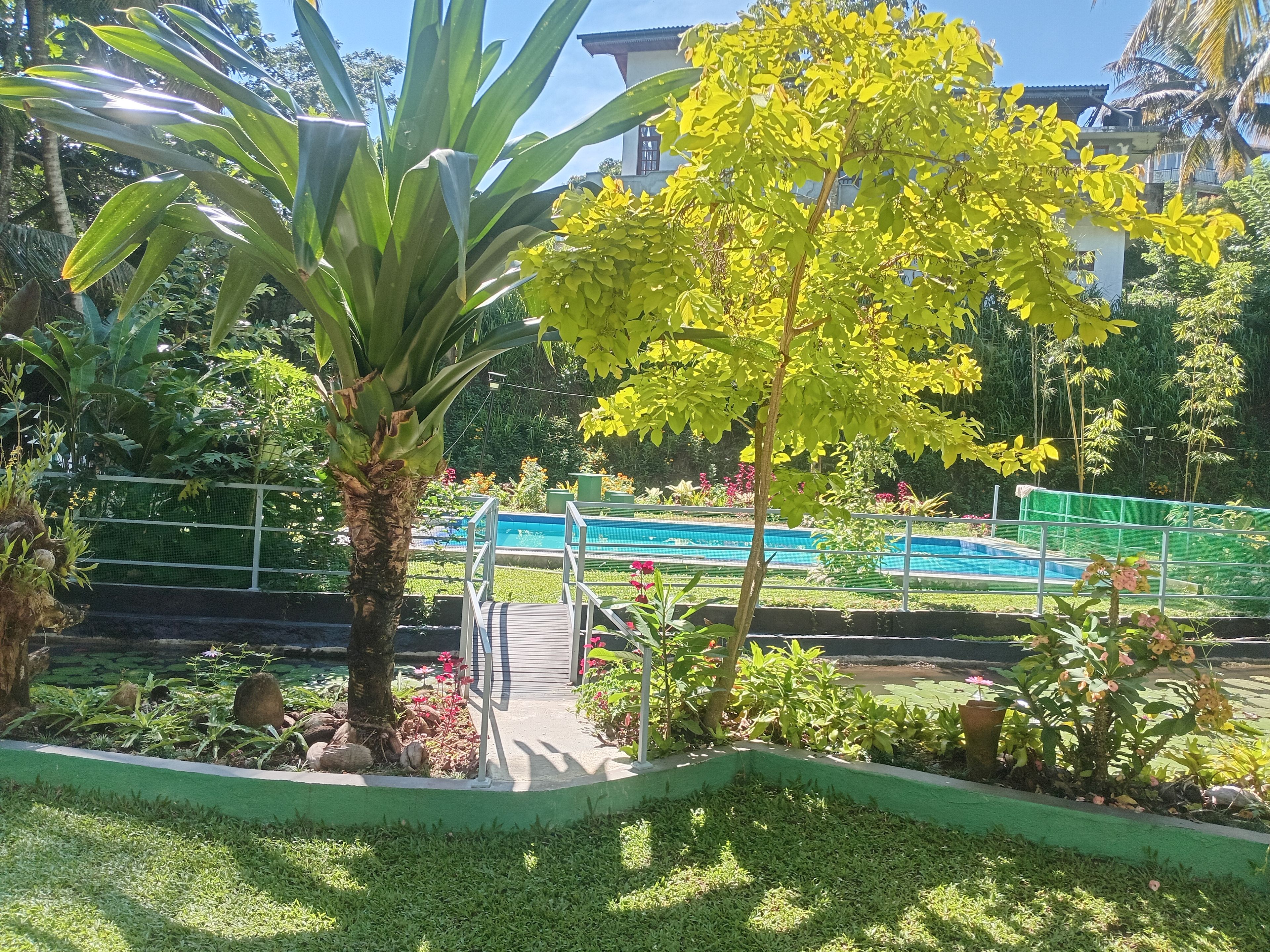 A garden with a pool, a palm tree, and a pathway leading to a building.