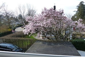 A residential area with a tree in full bloom, a paved driveway, and a car parked on the street. - Holiday apartment with 2 bedrooms (Freiburg)