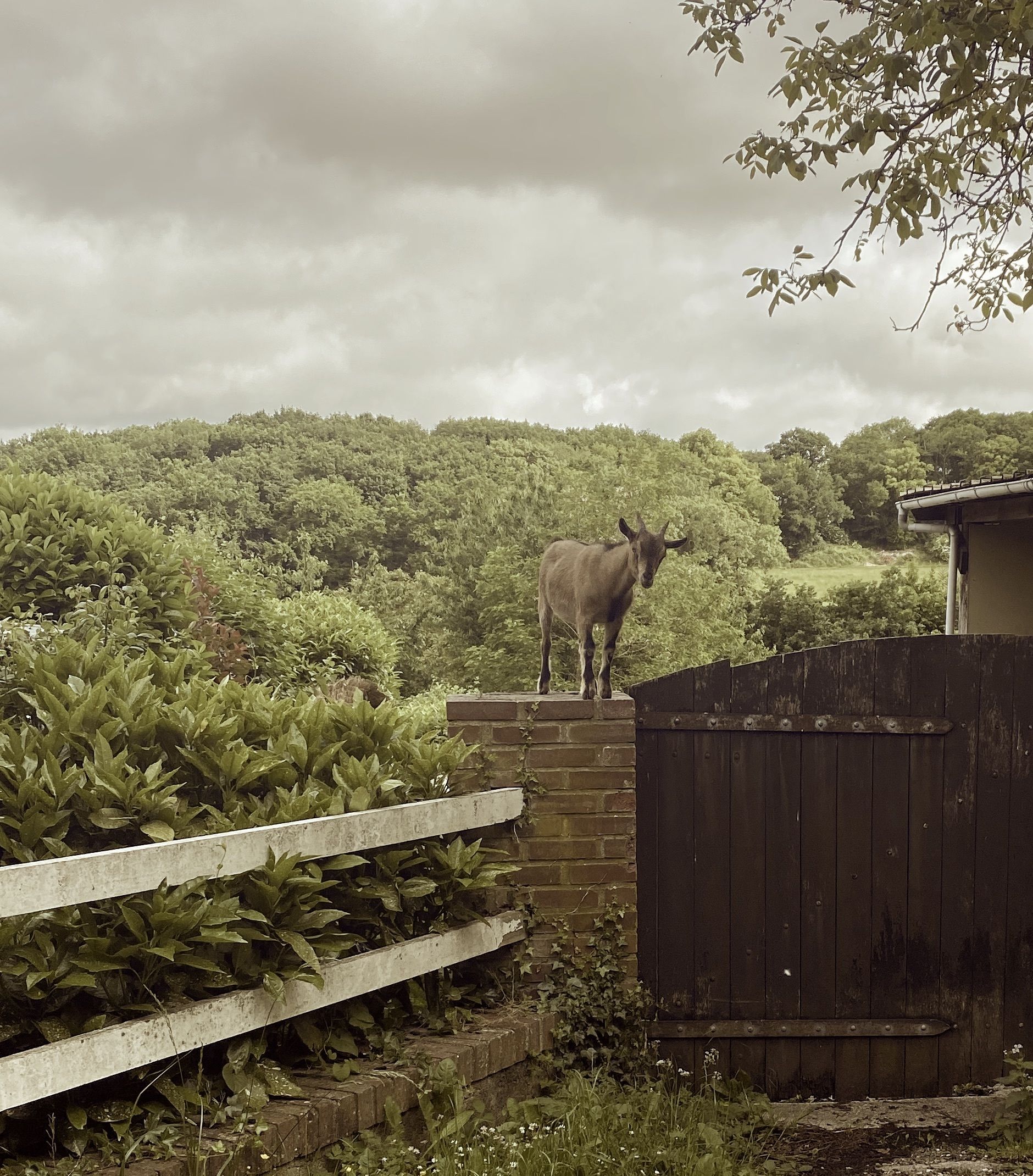 A goat standing on a brick wall with a wooden fence and greenery in the background.