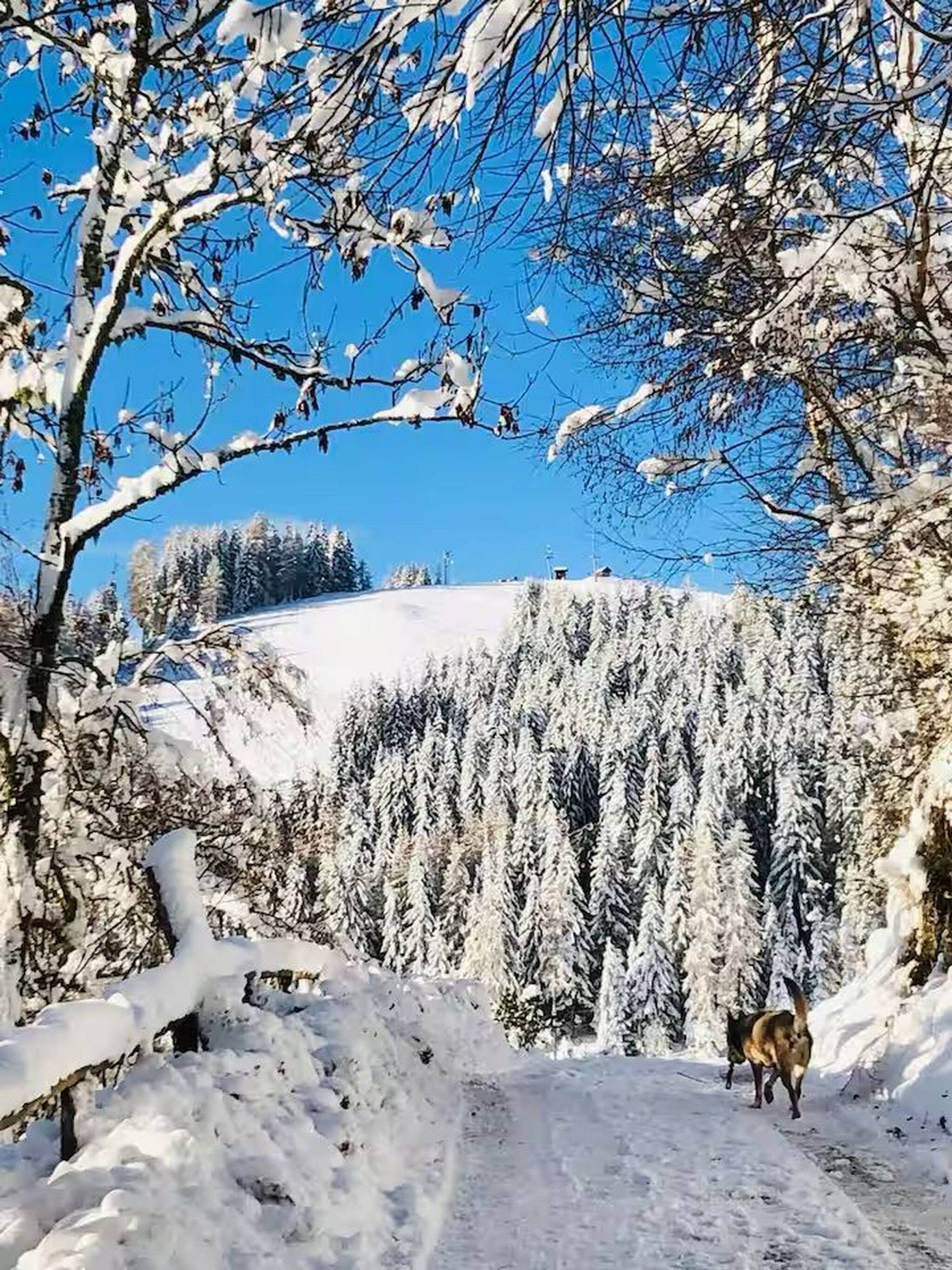Un paysage enneigé sous un ciel dégagé, un sentier qui serpente à travers les arbres, et un chien aperçu au loin.