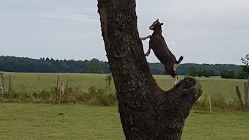A tree with a goat standing on it, surrounded by a grassy field.