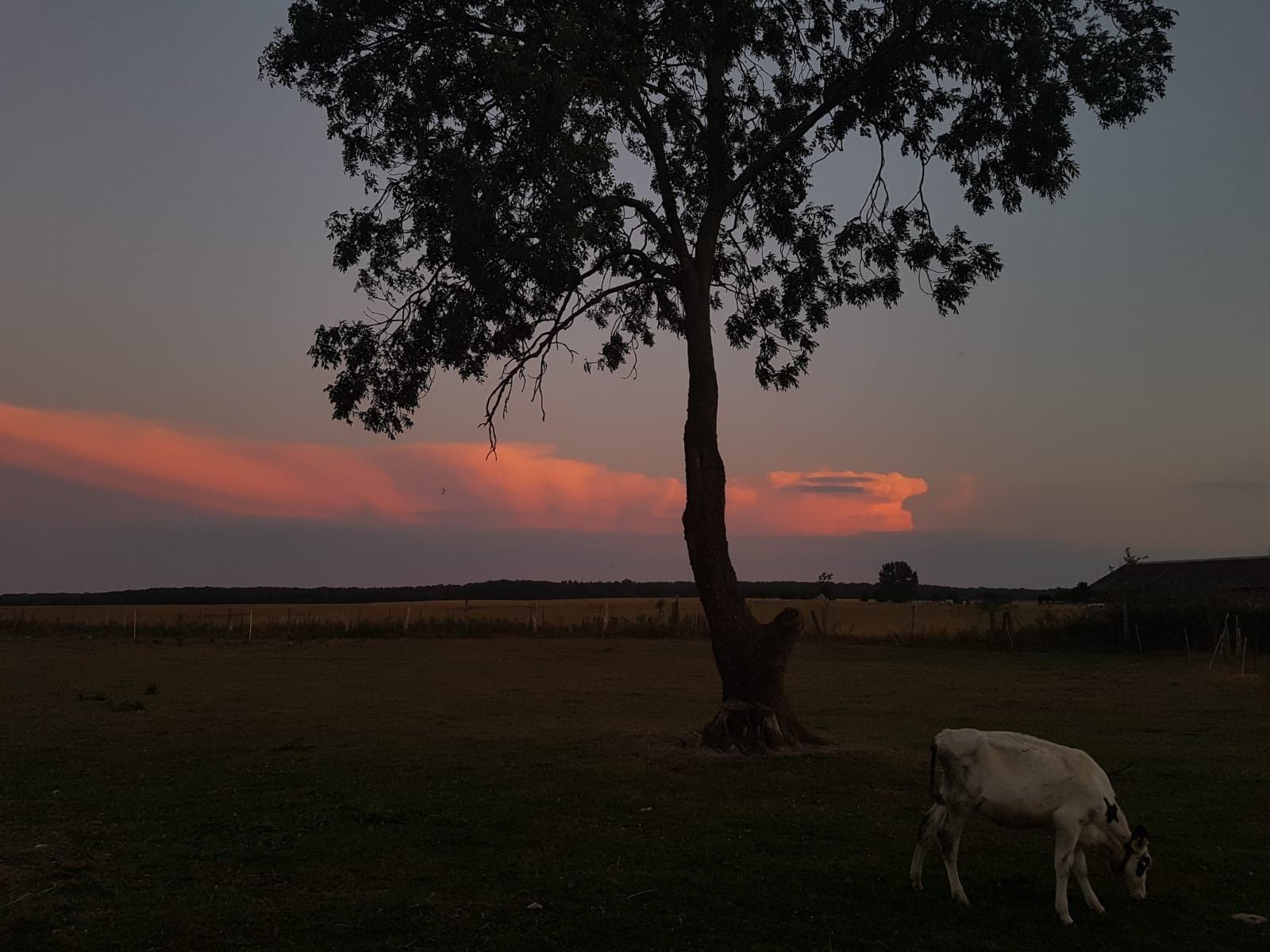 Un árbol en un campo con una vaca pastando cerca.