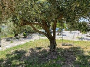 A tree with a swing in a park setting.